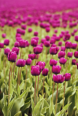 포토 JPG 해외이미지 주간 꽃잎 잎 꽃밭 사람없음 야외 아웃포커스 튤립 해외202004 해외포토 자연요소 식물 꽃 촬영기법 파일형식