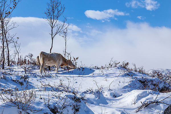 포토 JPG 해외이미지 나무 동물 계절 유럽 겨울 농업 포유류 날씨 산 뿔 풍경 초원 사람없음 농장 갈색 냉동 얼음 가축 소고기 추위 가을 흰색 시골 황무지 소 스페인 군중 서리 온도 산악지대 밭일 반추동물 해외202105 해외포토 자연요소 식물 나라 산업 컬러 육류 사람 파일형식