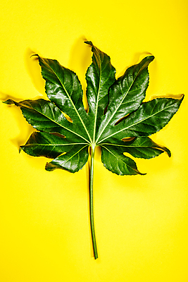 포토 JPG 해외이미지 잎 사람없음 노란배경 해외202004 해외포토 식물 백그라운드 노란색 파일형식