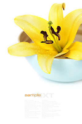 포토 JPG 해외이미지 꽃 근접촬영 사람없음 스파 사발 스파용품 아로마테라피 해외202004 해외포토 식물 뷰포인트 사기그릇 오브젝트 테라피 파일형식