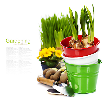 포토 JPG 해외이미지 화분 장갑 실내 사람없음 모종삽 흰배경 원예 수선화 프리뮬러 해외202004 해외포토 잡화 꽃 백그라운드 취미 내부 흰색 삽 파일형식