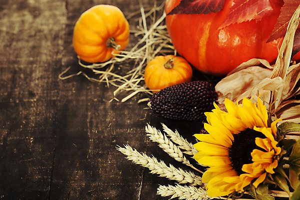 포토 JPG 해외이미지 호박 해바라기 실내 사람없음 농작물 벼 가을 볏짚 나무바닥 추수감사절 카피스페이스 흑찰옥수수 해외202004 해외포토 계절 꽃 기독교 농업 채소 곡류 바닥 내부 공백 짚 찰옥수수 파일형식