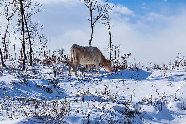 포토 JPG 해외이미지 나무 동물 계절 유럽 겨울 농업 포유류 날씨 산 뿔 풍경 초원 사람없음 농장 갈색 냉동 얼음 가축 소고기 추위 가을 흰색 시골 황무지 소 스페인 군중 서리 온도 산악지대 밭일 반추동물 해외202105 해외포토 자연요소 식물 나라 산업 컬러 육류 사람 파일형식