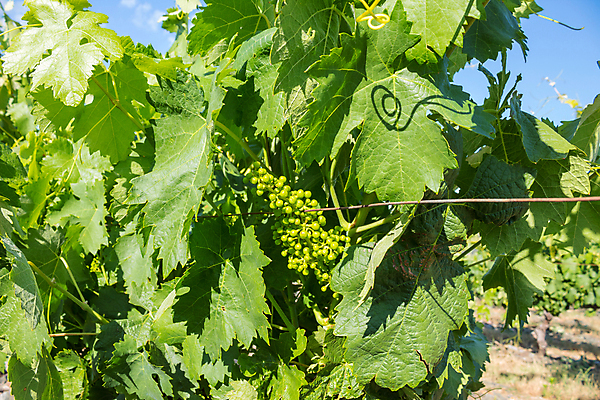 포토 JPG 해외이미지 밭 농업 과일 자연 포도 풍경 사람없음 야외 농장 농경지 계곡 봄 땅 포르투갈 포도밭 포도나무 포트 도루강 양조장 해외202105 해외포토 계절 유럽 산업 과일나무 생태계 파일형식