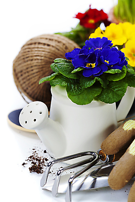 포토 JPG 해외이미지 화분 장갑 실내 사람없음 물뿌리개 모종삽 흰배경 원예 노끈 갈퀴 프리뮬러 해외202004 해외포토 잡화 꽃 줄 백그라운드 취미 내부 흰색 삽 파일형식