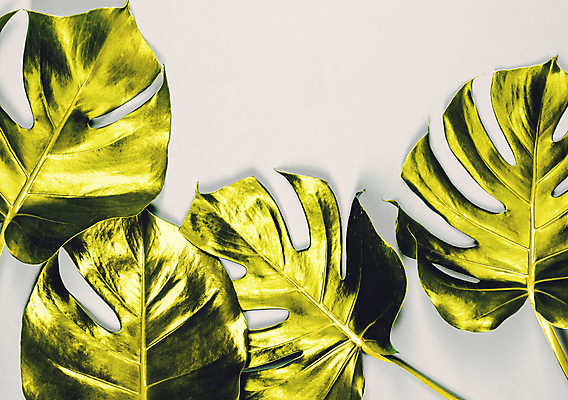 포토 JPG 해외이미지 사람없음 흰배경 몬스테라 해외202004 해외포토 식물 백그라운드 흰색 파일형식