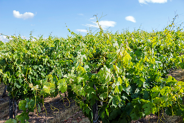 포토 JPG 해외이미지 밭 농업 과일 자연 포도 풍경 사람없음 야외 농장 농경지 계곡 봄 땅 포르투갈 포도밭 포도나무 포트 도루강 양조장 해외202105 해외포토 계절 유럽 산업 과일나무 생태계 파일형식