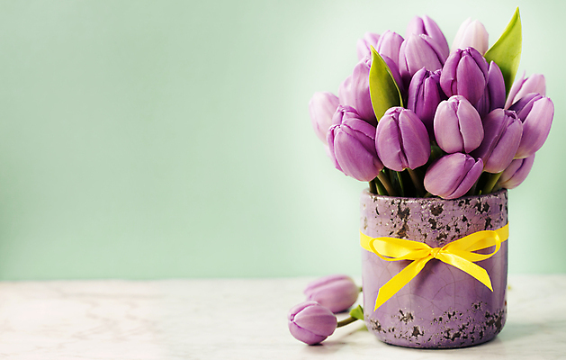 포토 JPG 해외이미지 리본 화분 꽃다발 실내 사람없음 튤립 카피스페이스 초록배경 해외202004 해외포토 꽃 백그라운드 내부 초록색 공백 파일형식