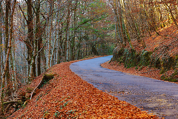 포토 JPG 해외이미지 나무 식물 공원 백그라운드 자연 아침 그림자 풍경 사람없음 야외 빛 안개 가을 숲 그늘 포르투갈 빛망울 해외202105 해외포토 주간 계절 공공시설 유럽 날씨 생태계 파일형식