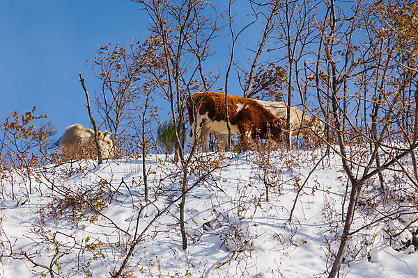 포토 JPG 해외이미지 나무 동물 무료이미지 계절 유럽 겨울 농업 포유류 날씨 산 뿔 풍경 초원 사람없음 농장 갈색 냉동 얼음 가축 소고기 추위 가을 흰색 시골 황무지 소 스페인 군중 서리 온도 산악지대 밭일 반추동물 해외202105 해외포토 자연요소 식물 나라 산업 컬러 육류 사람 파일형식
