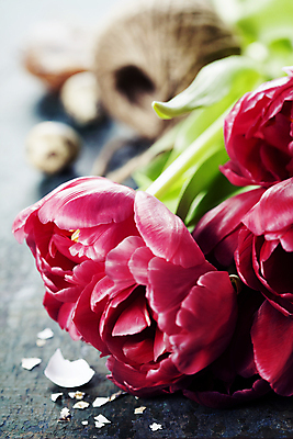 포토 JPG 해외이미지 부활절 실내 근접촬영 사람없음 아웃포커스 튤립 노끈 메추리 알껍데기 해외202004 해외포토 기념일 꽃 줄 뷰포인트 촬영기법 내부 파일형식