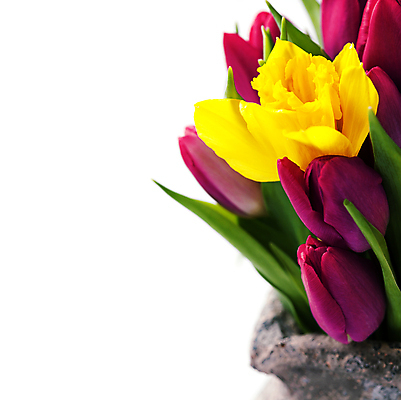 포토 JPG 해외이미지 꽃다발 실내 근접촬영 사람없음 꽃병 튤립 흰배경 카피스페이스 해외202004 해외포토 꽃 뷰포인트 백그라운드 내부 공백 흰색 파일형식
