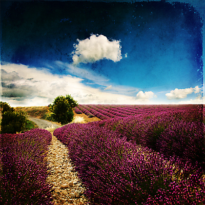 포토 JPG 해외이미지 주간 구름 꽃밭 하늘 사람없음 야외 빈티지 라벤더 필터 해외202004 해외포토 자연요소 꽃 컨셉 허브 파일형식