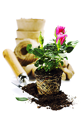 포토 JPG 해외이미지 화분 장갑 실내 사람없음 아웃포커스 장미 흙 모종삽 흰배경 원예 노끈 해외202004 해외포토 잡화 꽃 줄 백그라운드 촬영기법 취미 내부 흰색 삽 파일형식