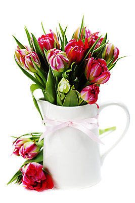 포토 JPG 해외이미지 리본 꽃다발 실내 사람없음 꽃병 튤립 흰배경 해외202004 해외포토 꽃 백그라운드 내부 흰색 파일형식