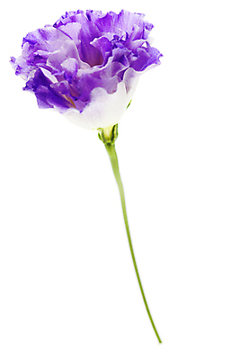 포토 JPG 해외이미지 실내 사람없음 흰배경 원예 도라지꽃 해외202004 해외포토 꽃 백그라운드 취미 내부 흰색 파일형식