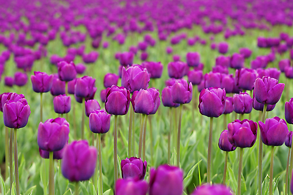 포토 JPG 해외이미지 주간 꽃잎 잎 꽃밭 사람없음 야외 아웃포커스 튤립 해외202004 해외포토 자연요소 식물 꽃 촬영기법 파일형식