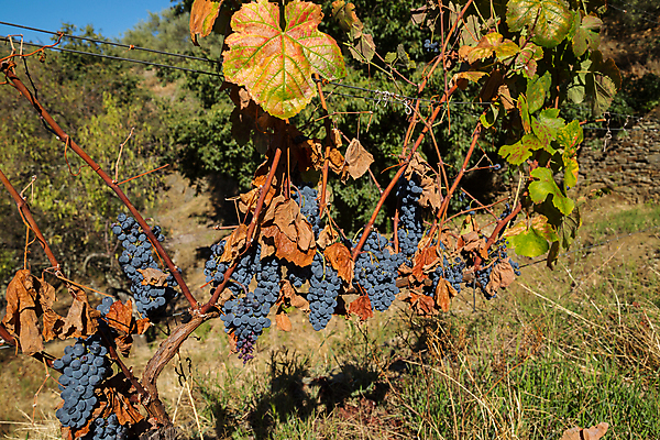 포토 JPG 해외이미지 유럽 밭 농업 자연 포도 풍경 사람없음 야외 농장 계곡 검은색 다발 포르투갈 언덕 포도밭 포도나무 포트 계단식 도루강 숙성 양조 양조장 해외202105 해외포토 나라 산업 컬러 과일 과일나무 생태계 파일형식