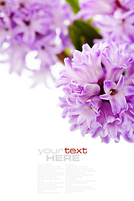 포토 JPG 해외이미지 실내 근접촬영 타이포그라피 사람없음 아웃포커스 흰배경 원예 히아신스 카피스페이스 해외202004 해외포토 문자 꽃 뷰포인트 백그라운드 촬영기법 취미 내부 공백 흰색 파일형식