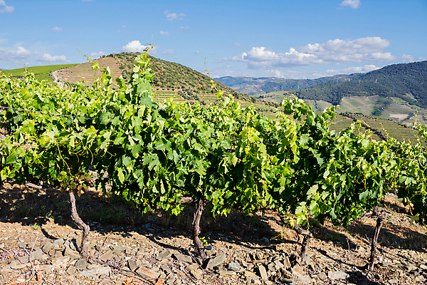 포토 JPG 해외이미지 밭 농업 과일 자연 포도 풍경 사람없음 야외 농장 농경지 계곡 봄 땅 포르투갈 포도밭 포도나무 포트 도루강 양조장 해외202105 해외포토 계절 유럽 산업 과일나무 생태계 파일형식