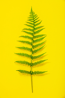 포토 JPG 해외이미지 잎 실내 사람없음 노란배경 해외202004 해외포토 식물 백그라운드 내부 노란색 파일형식