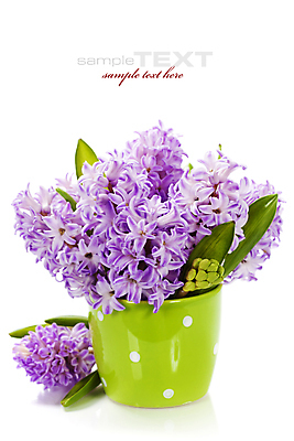 포토 JPG 해외이미지 화분 잎 실내 타이포그라피 사람없음 흰배경 원예 히아신스 카피스페이스 해외202004 해외포토 식물 문자 꽃 백그라운드 취미 내부 공백 흰색 파일형식