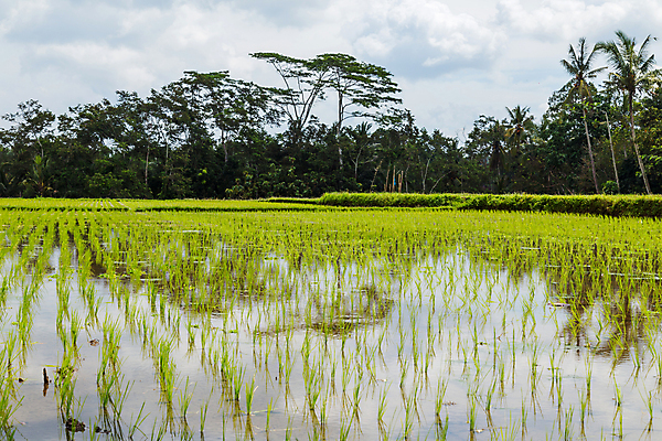 포토 JPG 해외이미지 식물 계절 아시아 밭 농업 자연 밥 풍경 사람없음 야외 초록색 농작물 농장 농경지 성장 유기농 발리 인도네시아 내추럴 밭일 해외202105 해외포토 웰빙 나라 산업 음식 컬러 섬 생태계 파일형식