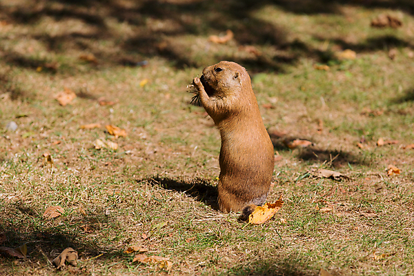 포토 JPG 해외이미지 동물 응시 야생동물 모래 포즈 포유류 발 자연 털 동물원 서기 사람없음 야외 태양 갈색 머리 검은색 미국 봄 표현 관찰 작업 개 설치류 작음 모피 먹기 다람쥐 먼지 북쪽 경보 땅바닥 주목 해외202105 해외포토 자연요소 시선 계절 컬러 북아메리카 모션 바닥 신체부위 크기 방향 생태계 파일형식