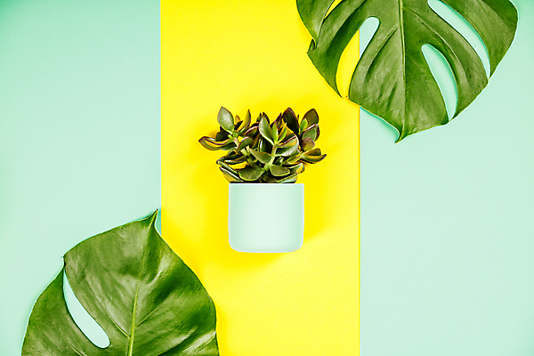 포토 JPG 해외이미지 화분 실내 사람없음 하이앵글 노란배경 다육식물 몬스테라 민트색배경 해외202004 해외포토 식물 뷰포인트 백그라운드 내부 노란색 민트색 파일형식