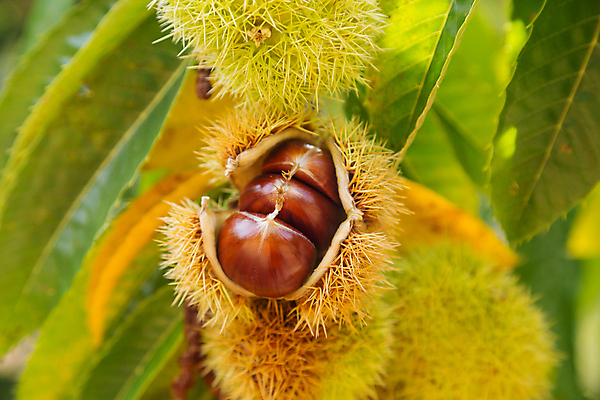 포토 JPG 해외이미지 나무 식물 무료이미지 음식 백그라운드 단풍 과일 자연 사람없음 견과류 가을 가시 스페인 달콤 밤 숲 11월 포르투갈 흙더미 바이오 채식주의자 맛있는 해외202105 해외포토 계절 유럽 잎 흙 날짜 맛 생태계 채식 파일형식 더미