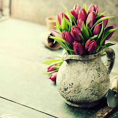 포토 JPG 해외이미지 꽃잎 화분 사람없음 아웃포커스 튤립 나무탁자 해외202004 해외포토 꽃 탁자 촬영기법 파일형식