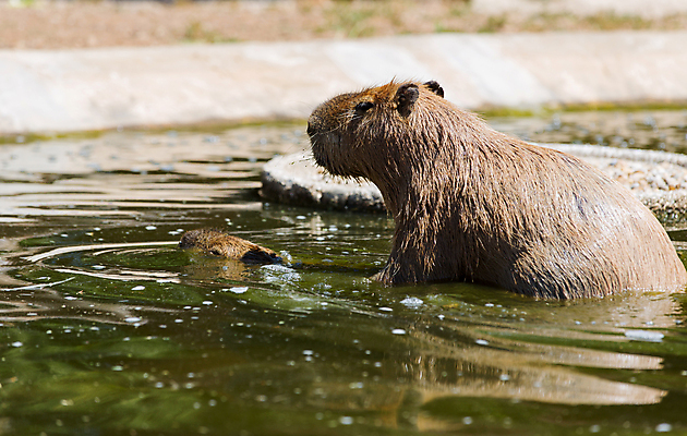 포토 JPG 해외이미지 동물 무료이미지 야생동물 포유류 자연 초식동물 털 동물원 사람없음 야외 물 갈색 머리카락 머리 미국 남아메리카 닫기 설치류 큼 모피 브라질 남쪽 물갈퀴 아르헨티나 동물상 해외202105 해외포토 자연요소 컬러 북아메리카 모션 아메리카 신체부위 조형물 크기 방향 생태계 파일형식