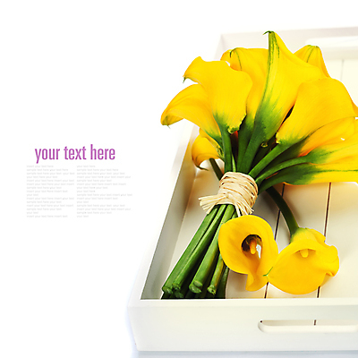 포토 JPG 해외이미지 꽃다발 실내 타이포그라피 사람없음 카라 흰배경 칼라꽃 카피스페이스 해외202004 해외포토 문자 꽃 백그라운드 내부 공백 흰색 파일형식