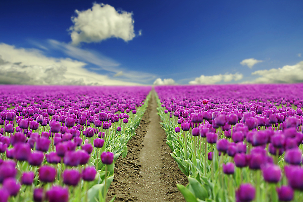 포토 JPG 해외이미지 주간 구름 길 꽃밭 하늘 사람없음 야외 튤립 해외202004 해외포토 자연요소 꽃 파일형식