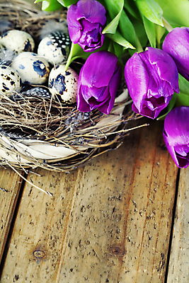 포토 JPG 해외이미지 잎 부활절 사람없음 축제 튤립 둥지 부활절계란 메추리알 나무배경 해외202004 해외포토 식물 기념일 꽃 백그라운드 계란 알 파일형식