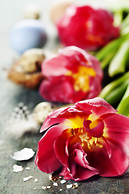 포토 JPG 해외이미지 화분 회색배경 부활절 사람없음 아웃포커스 계란 튤립 메추리알 해외202004 해외포토 기념일 꽃 백그라운드 촬영기법 알 회색 파일형식