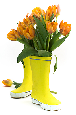 포토 JPG 해외이미지 꽃다발 실내 장화 사람없음 튤립 흰배경 해외202004 해외포토 꽃 백그라운드 신발 내부 흰색 파일형식