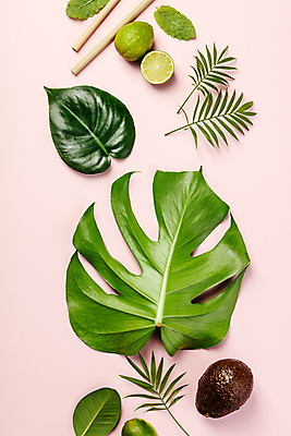 포토 JPG 해외이미지 나뭇잎 사람없음 라임 아보카도 몬스테라 분홍색배경 해외202004 해외포토 식물 분홍색 백그라운드 잎 과일 파일형식
