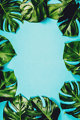포토 JPG 해외이미지 프레임 사람없음 파란배경 몬스테라 해외202004 해외포토 식물 백그라운드 파란색 파일형식