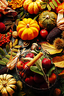 포토 JPG 해외이미지 호박 나뭇잎 옥수수 사람없음 바구니 가을 사과 밤송이 도토리 호랑가시나무열매 해외202004 해외포토 계절 열매 잎 채소 과일 곡류 견과류 밤_견과류 파일형식