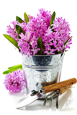 포토 JPG 해외이미지 실내 사람없음 모종삽 양동이 흰배경 원예 갈퀴 히아신스 해외202004 해외포토 꽃 백그라운드 취미 내부 흰색 삽 파일형식