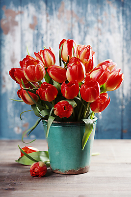 포토 JPG 해외이미지 화분 꽃다발 사람없음 튤립 파란배경 해외202004 해외포토 꽃 백그라운드 파란색 파일형식