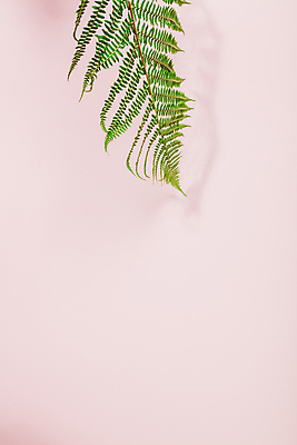 포토 JPG 해외이미지 잎 실내 사람없음 카피스페이스 분홍색배경 해외202004 해외포토 식물 분홍색 백그라운드 내부 공백 파일형식