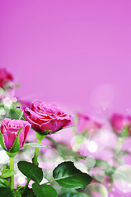 포토 JPG 해외이미지 실내 사람없음 아웃포커스 장미 보케 분홍색배경 해외202004 해외포토 꽃 분홍색 백그라운드 촬영기법 내부 파일형식