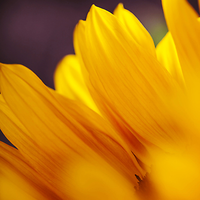 포토 JPG 해외이미지 꽃잎 해바라기 실내 근접촬영 사람없음 해외202004 해외포토 꽃 뷰포인트 내부 파일형식