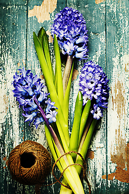 포토 JPG 해외이미지 꽃다발 실내 사람없음 나무바닥 노끈 히아신스 해외202004 해외포토 꽃 줄 바닥 내부 파일형식