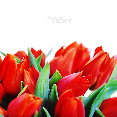 포토 JPG 해외이미지 꽃다발 사람없음 튤립 흰배경 카피스페이스 해외202004 해외포토 꽃 백그라운드 공백 흰색 파일형식