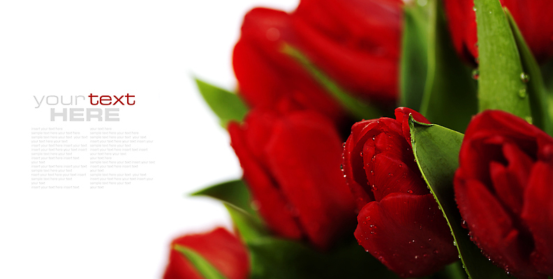 포토 JPG 해외이미지 꽃다발 사람없음 튤립 이슬 흰배경 카피스페이스 해외202004 해외포토 꽃 백그라운드 공백 흰색 파일형식