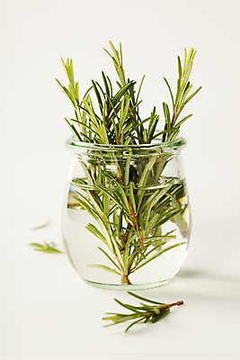 포토 JPG 해외이미지 유리병 실내 사람없음 물 허브 흰배경 담기 로즈메리 해외202004 해외포토 자연요소 식물 백그라운드 모션 병_용기 내부 흰색 파일형식