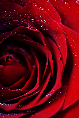 포토 JPG 해외이미지 실내 근접촬영 사람없음 장미 물방울 해외202004 해외포토 꽃 뷰포인트 내부 파일형식